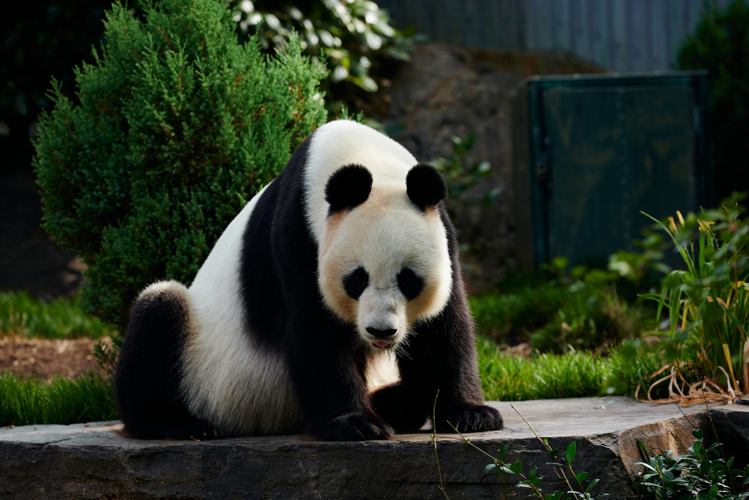 Panda at the Adelaide Zoo